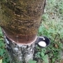 trans java classic
